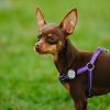 UMO21003A pet safety light